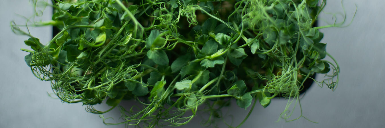 394549_f1f17c86f09e48b5a1685e26d4135e13-mv2 (1).jpeg